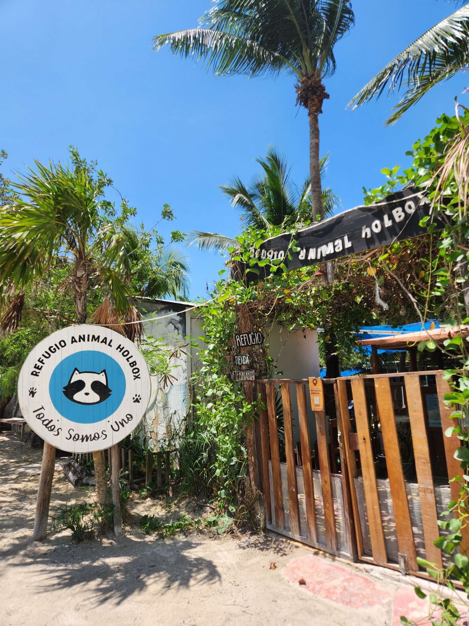 Refugio Animal Holbox ein Ort voller Hoffnung