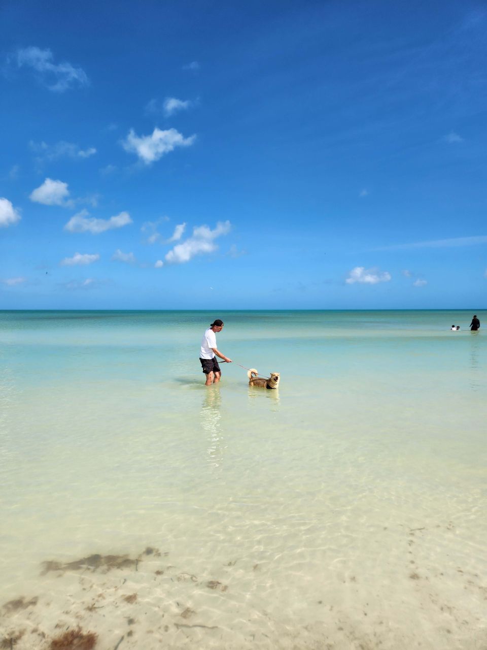 Refugio Animal Holbox mit Hund im Meer