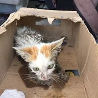 PICTURE+KITTEN+IN+A+BOX