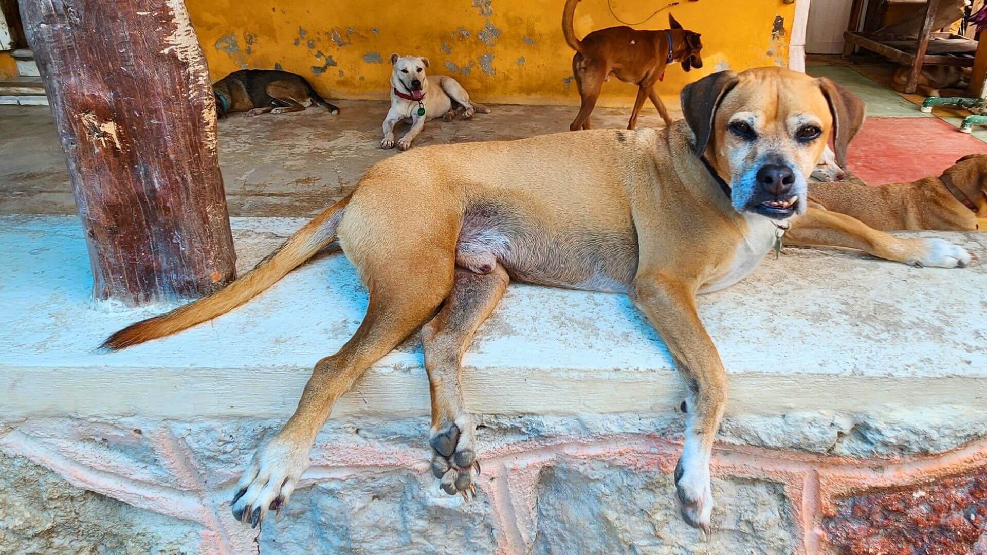 Refugio Animal Holbox Patrocinar Refugio Animal Holbox Patrocinar