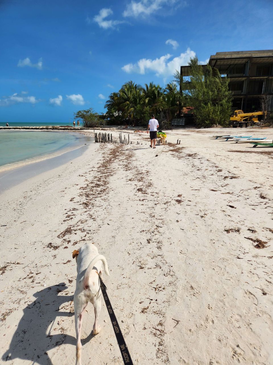 Refugio Animal Holbox Walk a dog on the beach