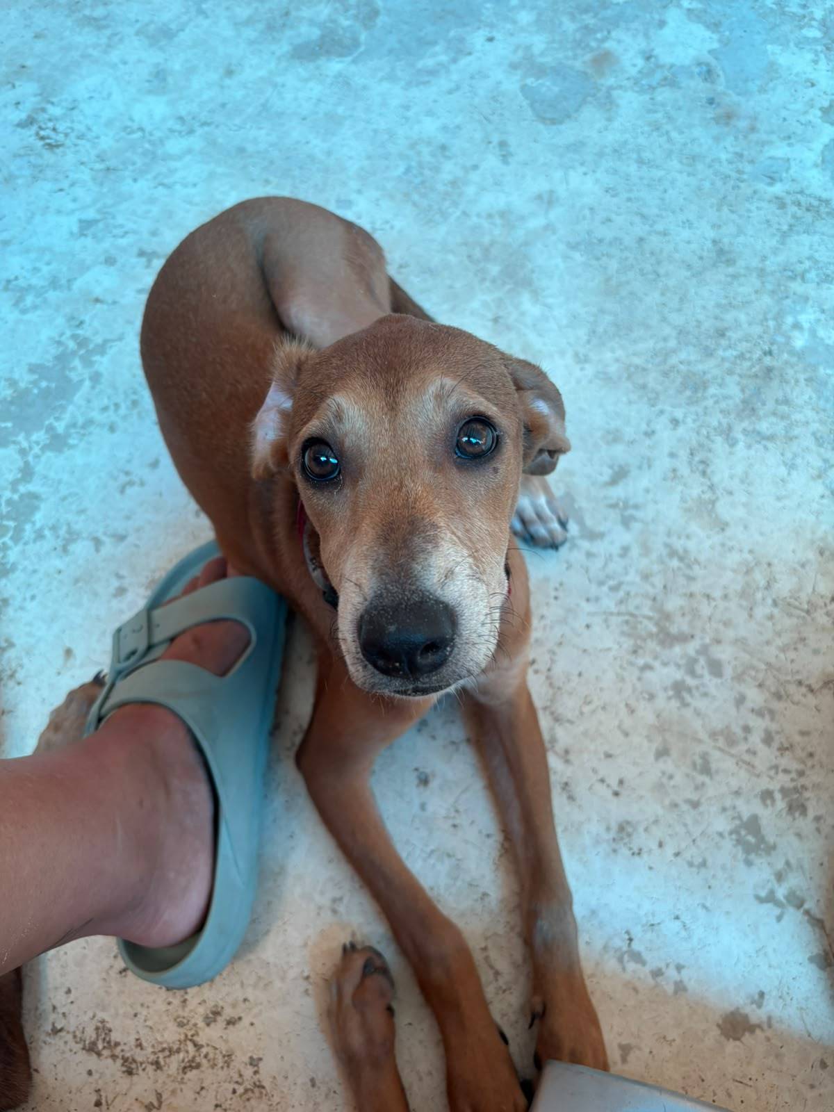 Refugio Animal Holbox Ariel 1